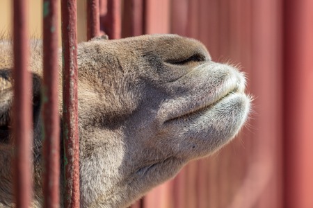 Llama nose from the cage in the zoo .の写真素材