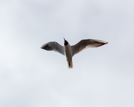 Seagull in flight against the sky with clouds .