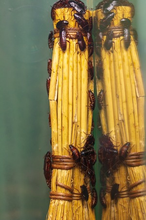 Many insects of cockroaches on a broom. Macro