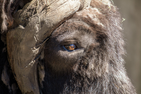 Portrait of a wild buffalo in the park .