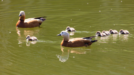 Duck with ducklings swimming in the lake .の写真素材