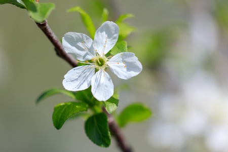 Flowers on the branches of a tree in the nature .の写真素材