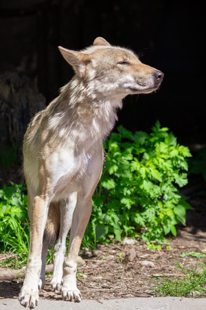 Portrait of a wolf in the park .