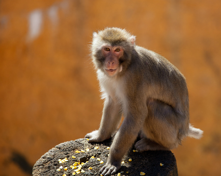 A monkey walks in an outdoor park .