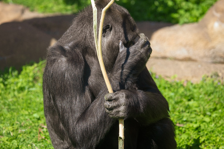 Gorilla closes her eyes with her hand .