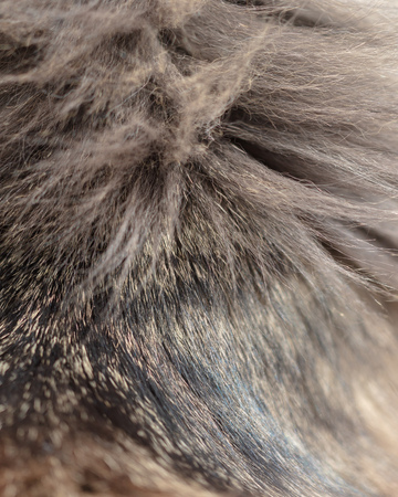 Wool on a cat as an abstract background .