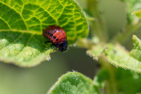 Red colorado beetle on the leaves of potatoes. Macro