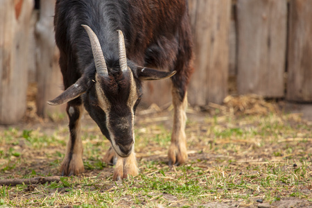 Portrait of a ram in a pasture .の写真素材