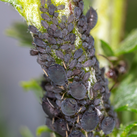 Aphids on a plant in nature. Macro