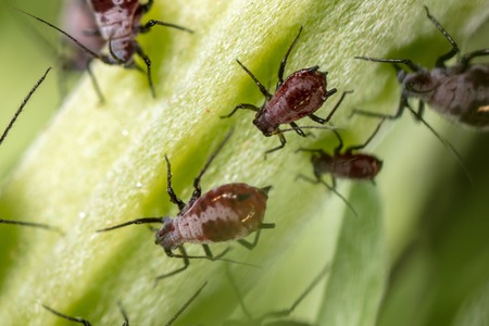 Aphids on a plant in nature. Macro