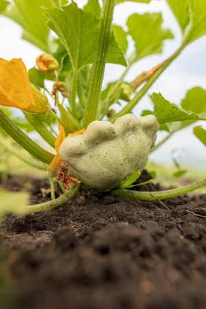 Patissons grow on the ground in the garden .の写真素材