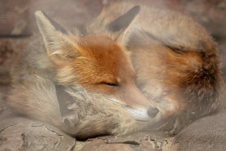 Fox on the fence in the zoo .