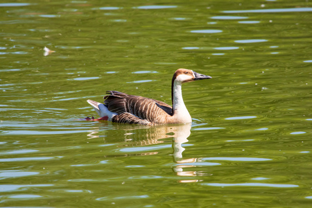 Duck floating in the lake in the open air .の写真素材