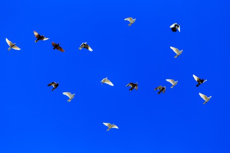 A flock of pigeons in flight against the blue sky .の写真素材