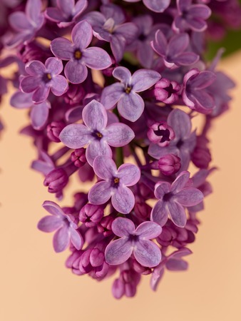 Flowers on a branch of lilac in nature .の写真素材