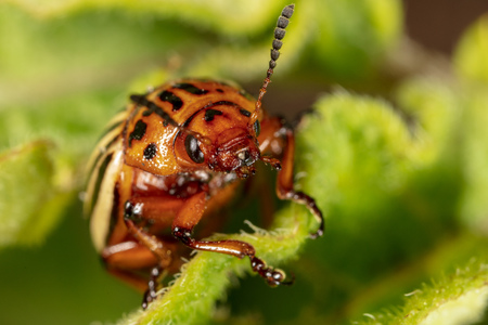 Red colorado beetle on the leaves of potatoes. Macro