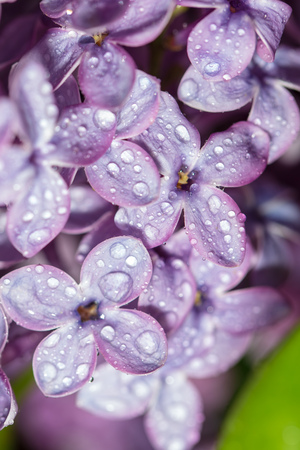 Dew drops on the flowers of lilac. Macroの写真素材