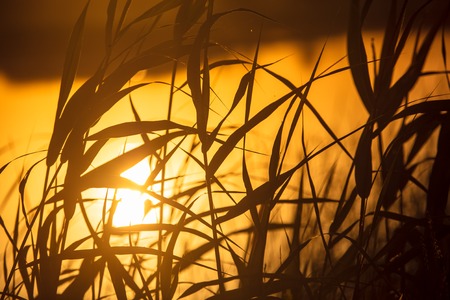 Reeds on the lake at sunset as a background .