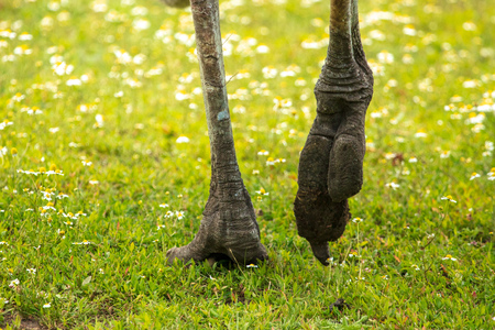 Paws of an ostrich on a green meadow .の写真素材