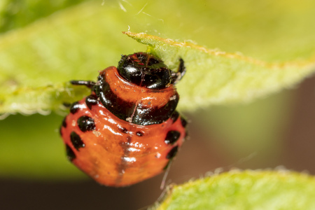 Red colorado beetle on the leaves of potatoes. Macro