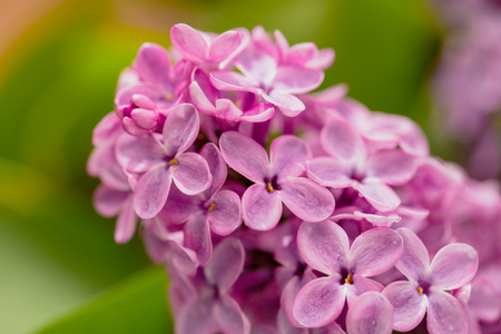 Flowers on a branch of lilac in nature .の写真素材