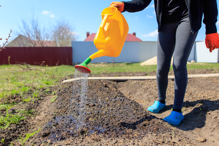watering from a watering can of beds in the garden .の写真素材