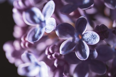 Flowers on a branch of lilac in nature .の写真素材