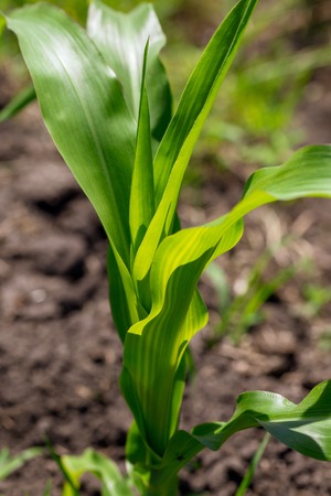 Green leaves on corn in the nature .