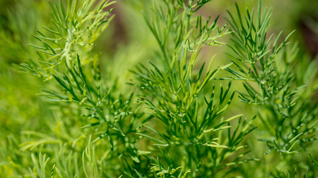Green dill in the garden as a background .の写真素材