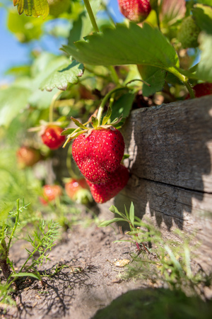 Red ripe strawberry in the garden. Macroの写真素材