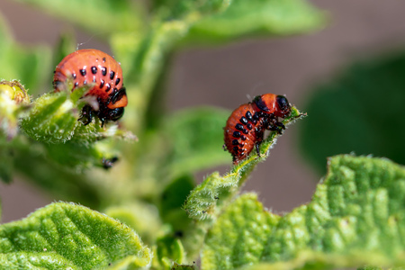 Red colorado beetle on the leaves of potatoes. Macro