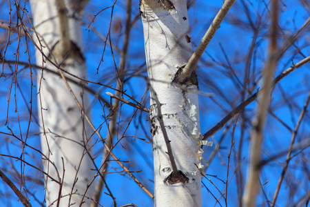 White bark on the birch trunk against the blue sky .の写真素材