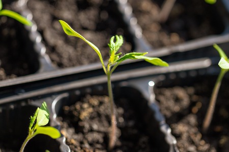 Green leaves of a young tomato in the house .