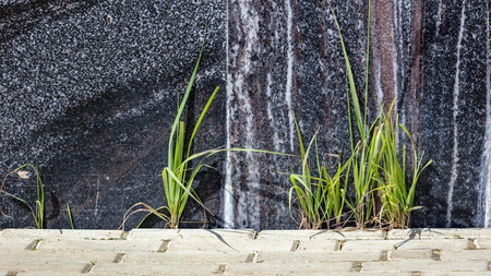 Green grass near the marble slab in the city .の写真素材
