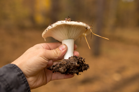 Edible mushroom in hand in the forest .