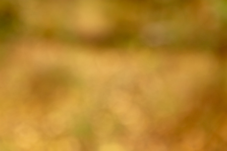 Bokeh leaves in the forest in autumn as a background .の写真素材