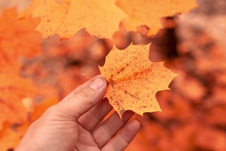 Red leaf in hand in autumn forest .