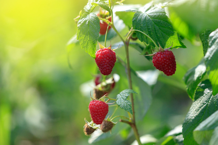 Red ripe raspberries in the garden. Macro