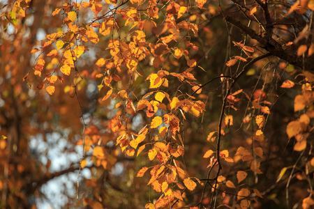 Leaves on a tree in autumn as a background .