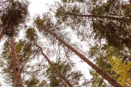 Coniferous trees in the autumn forest as a background .