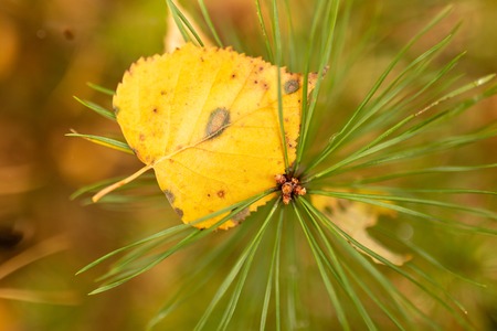 Leaf on needles and needles in autumn .