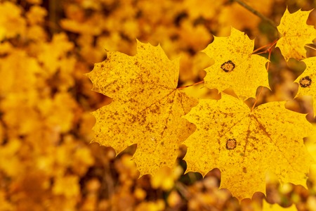 Leaves on a tree in autumn as a background .