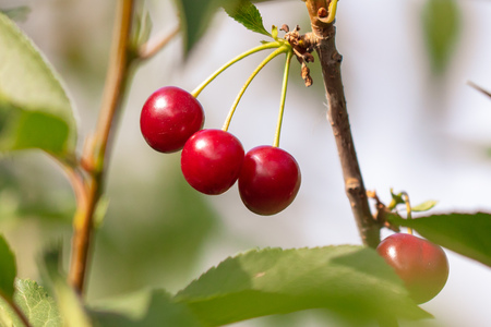 Red ripe cherry on a tree in summer .の写真素材