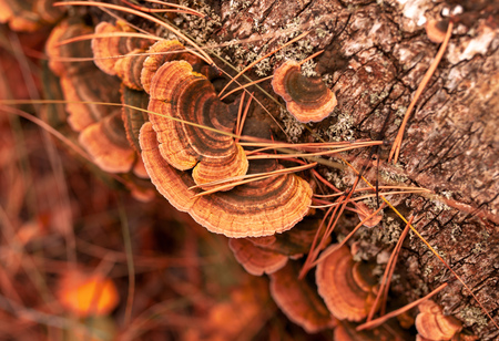 Inedible mushrooms on a tree in autumn .