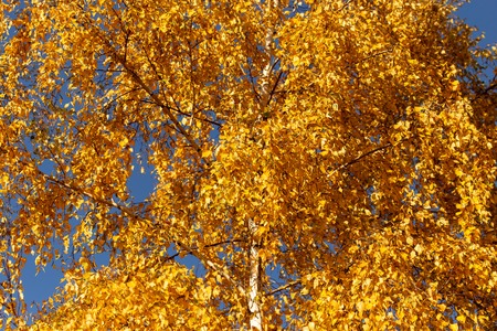Leaves on a tree in autumn as a background .の写真素材