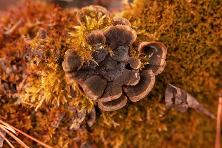 Inedible mushroom in the forest in autumn .の写真素材