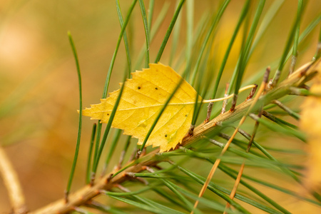 Leaf on needles and needles in autumn .