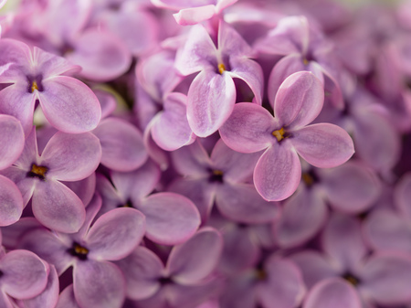 Flowers on a branch of lilac in nature .の写真素材