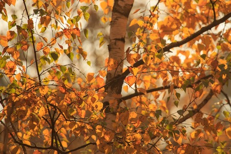 Birches in the forest in autumn as a background .