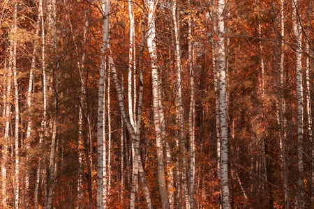 Red leaves on birch trees in autumn .の写真素材